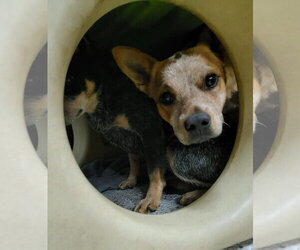 Louise - Female Mutt Dog for Adoption - Photo #10
