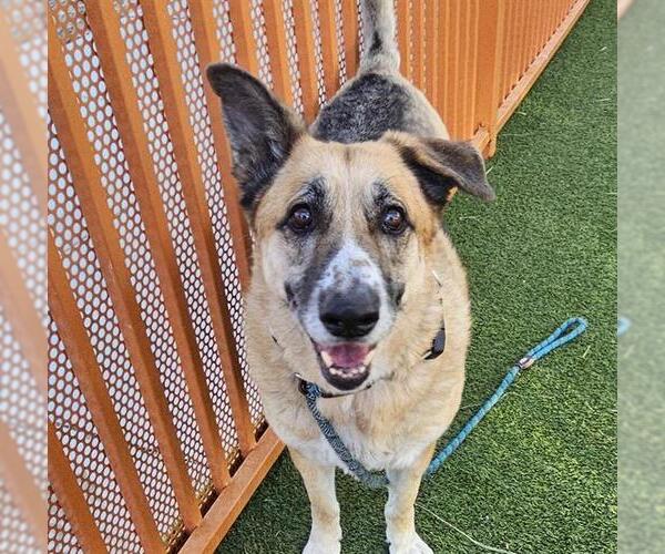 Medium Photo #1 German Shepherd Dog-Unknown Mix Puppy For Sale in Las Vegas, NV, USA