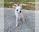 Small Photo #3 Chihuahua-Unknown Mix Puppy For Sale in San Francisco, CA, USA