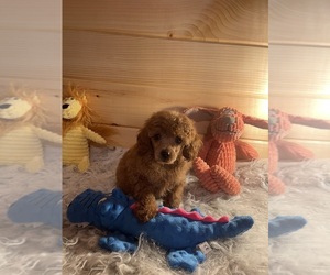 Poodle (Toy) Puppy for sale in CROSSVILLE, TN, USA