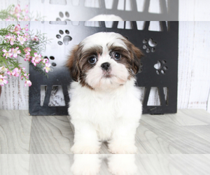 Shih Tzu Puppy for sale in MARIETTA, GA, USA