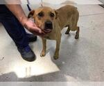 Small German Shepherd Dog Mix
