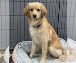 Small #3 Cocker Spaniel
