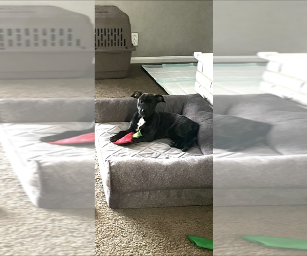 Medium Photo #3 Mutt Puppy For Sale in Evansville, IN, USA