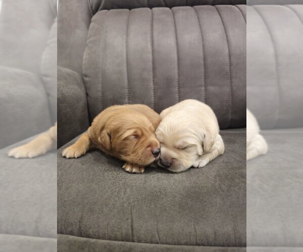 Medium Photo #5 Golden Retriever Puppy For Sale in SACRAMENTO, CA, USA