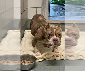 American Pit Bull Terrier-Bulldog Mix Dogs for adoption in Baytown, TX, USA
