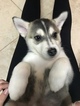 Small Photo #5 German Shepherd Dog-Siberian Husky Mix Puppy For Sale in YUCCA VALLEY, CA, USA