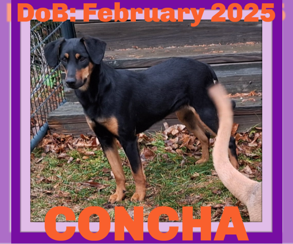 Medium Photo #6 Dachshund-Doberman Pinscher Mix Puppy For Sale in Sebec, ME, USA