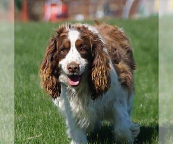 Medium Photo #1 Poodle (Standard)-Springerdoodle Mix Puppy For Sale in SAINT IGNATIUS, MT, USA