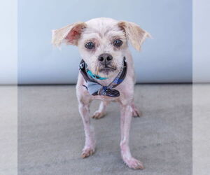 Poodle (Miniature) Dogs for adoption in Pasadena, CA, USA