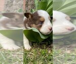 Small Photo #4 Miniature Australian Shepherd Puppy For Sale in SAINT CLAIR, MO, USA