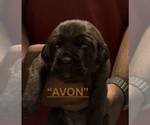 Litter of 8 - Male(s) and Female(s) Cane CorsoLitter of Puppies for Sale - Photo #11