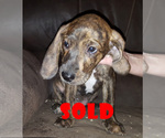 Small Photo #11 Plott Hound Puppy For Sale in MIDVALE, UT, USA