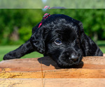 Puppy pink pink Labradoodle