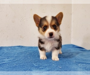 Pembroke Welsh Corgi Puppy for sale in CLARK, MO, USA