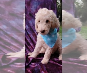 Poodle (Standard) Puppy for Sale in STATESVILLE, North Carolina USA