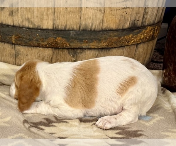 Medium Photo #2 Brittany Puppy For Sale in ORRUM, NC, USA