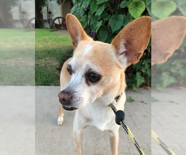 Medium Photo #3 Chihuahua-Unknown Mix Puppy For Sale in Newport Beach, CA, USA
