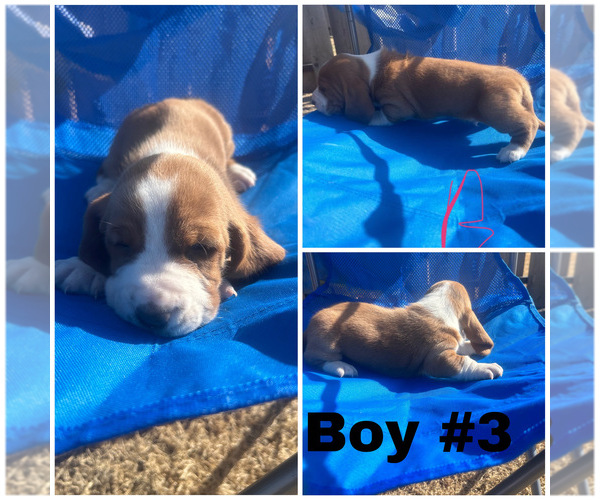 Medium Photo #1 Basset Hound Puppy For Sale in OKARCHE, OK, USA