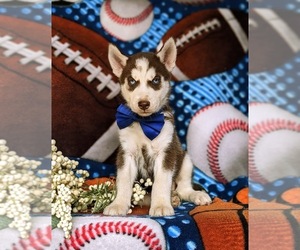 Siberian Husky Puppy for sale in QUARRYVILLE, PA, USA