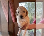 Puppy 0 Pyredoodle