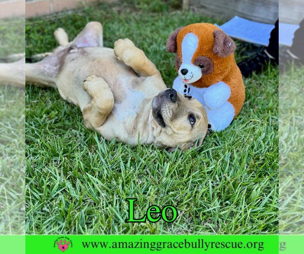 Medium Photo #12 Bulldog-Labrador Retriever Mix Puppy For Sale in Pensacola, FL, USA