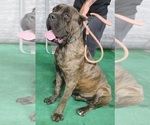 Small Photo #10 Cane Corso Puppy For Sale in WEST PALM BCH, FL, USA