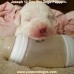 Small Photo #34 Dogo Argentino Puppy For Sale in PINEVILLE, MO, USA