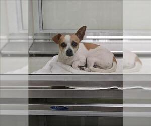 Chihuahua-Unknown Mix Dogs for adoption in Upland, CA, USA