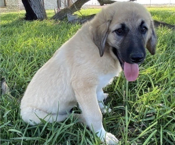 Medium Photo #26 Anatolian Shepherd Puppy For Sale in ROBSTOWN, TX, USA