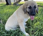 Small Photo #26 Anatolian Shepherd Puppy For Sale in ROBSTOWN, TX, USA