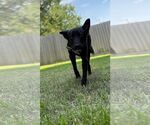 Small #2 Mutt