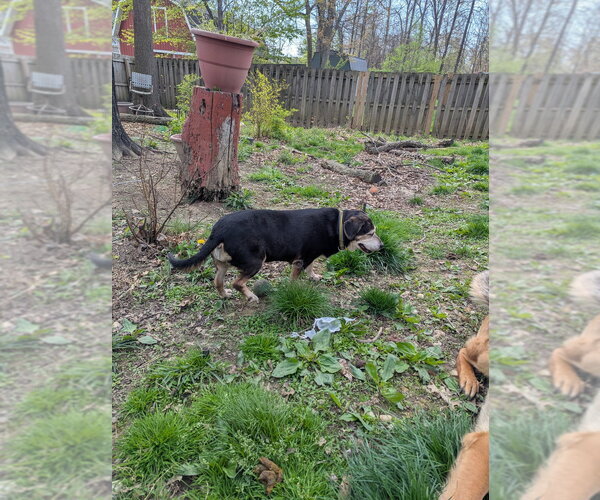 Medium Photo #4 Beagle-Unknown Mix Puppy For Sale in Aurora, IN, USA