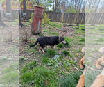 Small Photo #4 Beagle-Unknown Mix Puppy For Sale in Aurora, IN, USA
