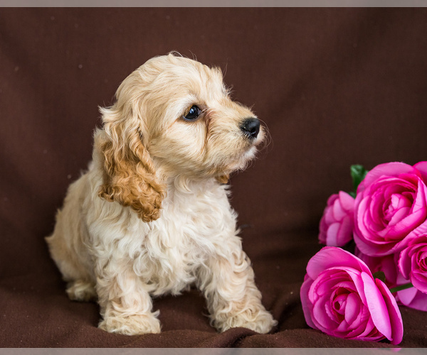 Medium Photo #4 Cocker Spaniel-Poodle (Miniature) Mix Puppy For Sale in WAKARUSA, IN, USA