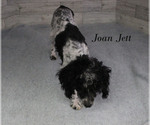 Small #25 Poodle (Toy)