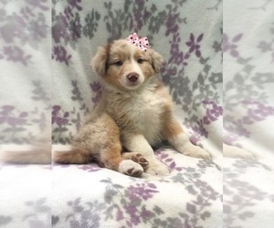 Australian Shepherd Puppy for sale in LAKELAND, FL, USA
