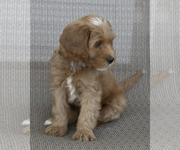 Medium Photo #6 Cavapoo (Miniature)-Goldendoodle Mix Puppy For Sale in SAINT MARYS, KS, USA