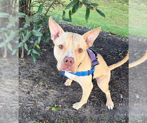American Staffordshire Terrier-Unknown Mix Dogs for adoption in Sayreville, NJ, NJ, USA