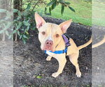 Carrie - Female American Staffordshire Terrier-Unknown Mix Dog for Adoption - Small photo