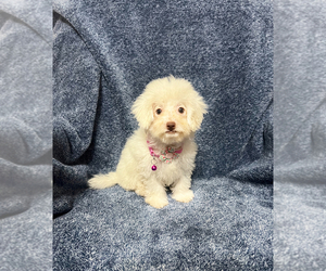 Cavapoo Puppy for sale in JEFFERSONVILLE, IN, USA