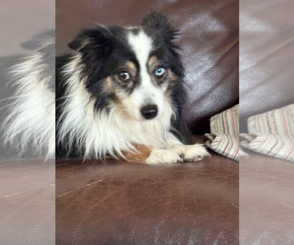 Medium Photo #3 Australian Shepherd Puppy For Sale in Dallas, TX, USA