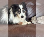 Small #2 Australian Shepherd