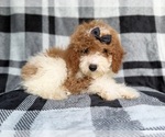 Small #5 Cockapoo (Miniature)