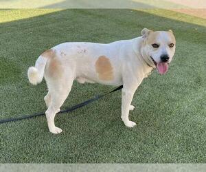 American Pit Bull Terrier-Labrador Retriever Mix Dogs for adoption in Corona, CA, USA