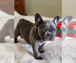 Small Photo #10 French Bulldog Puppy For Sale in CAPE CORAL, FL, USA