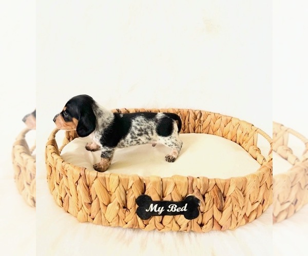 Medium Photo #6 Dachshund Puppy For Sale in DAVIS, CA, USA