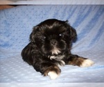 Small #5 Shih Tzu