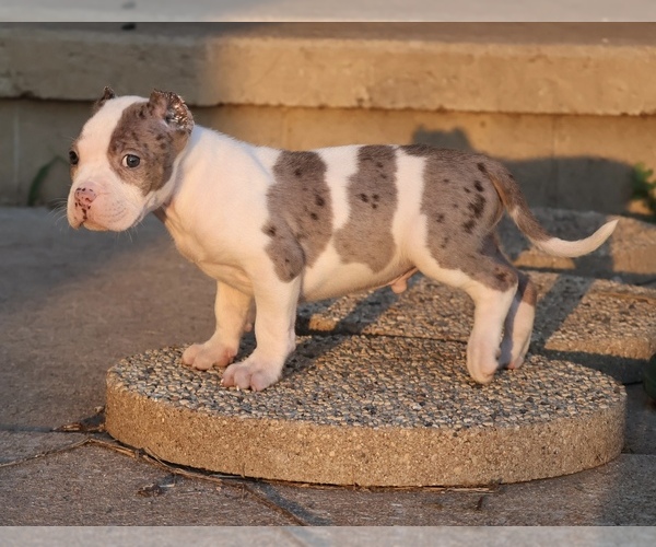 Medium Photo #3 American Bully Puppy For Sale in CHAMPAIGN, IL, USA