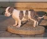 Small #2 American Bully